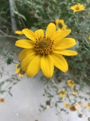 Viguiera