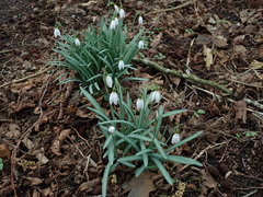 Galanthus nivalis
