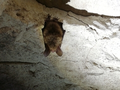 Myotis bechsteinii