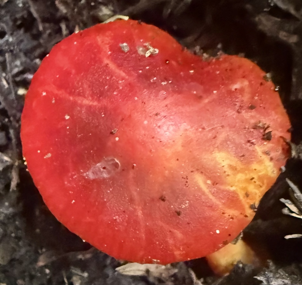 Hygrocybe coccinea · February 2026 · photo: © hllrnnr (iNaturalist, cc0)