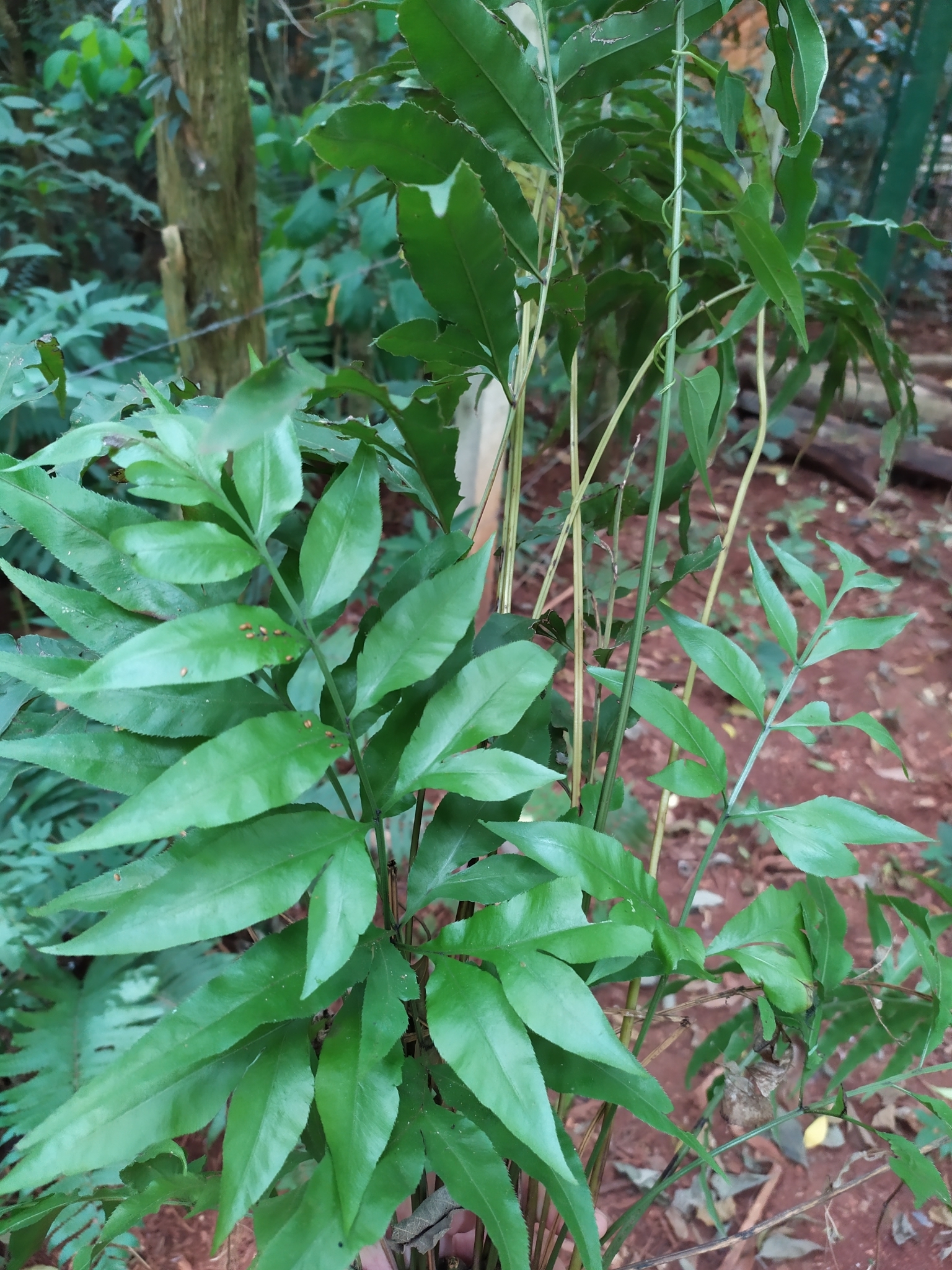 Pteris denticulata