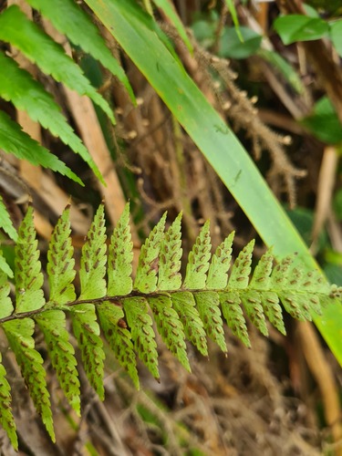 Asplenium pellucidum observed 2024-10-31