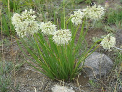 Allium stellerianum