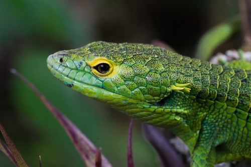 Smith's Arboreal Alligator Lizard, Abronia smithi