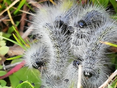 Thaumetopoea herculeana