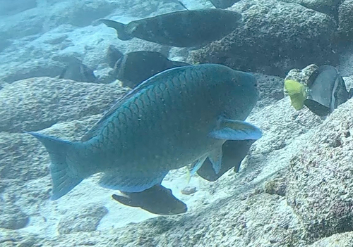 Blauwbruine papegaaivis (Scarus compressus) — Scaridae — 4