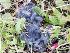 Thaumetopoea herculeana