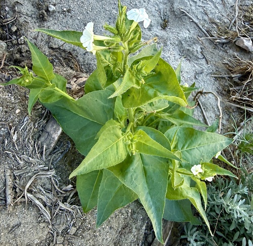 Nicotiana clevelandii