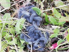 Thaumetopoea herculeana