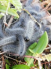 Thaumetopoea herculeana