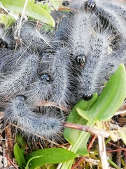 Thaumetopoea herculeana