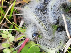 Thaumetopoea herculeana