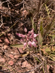 Allium tianschanicum
