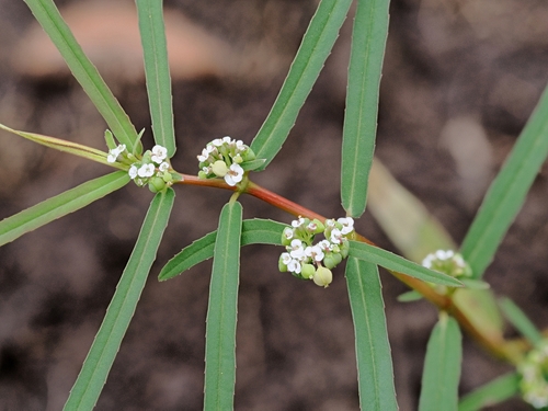 Euphorbia bifida observed 2026-02-11