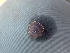 Xerarionta intercisa