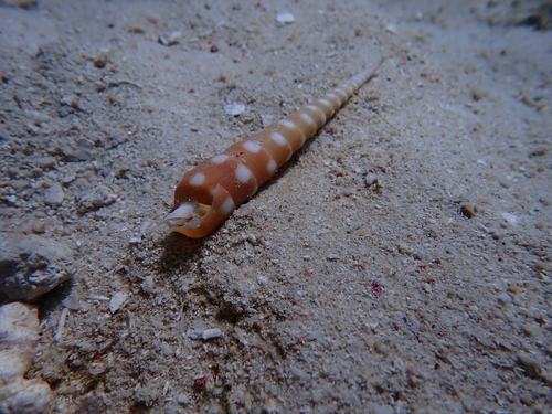 Terebra guttata observed 2026-02-11