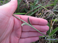 Buchnera floridana image