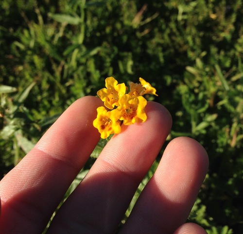 Woolly breeches (Amsinckia spectabilis)