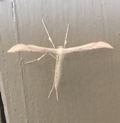 Hellinsia homodactylus