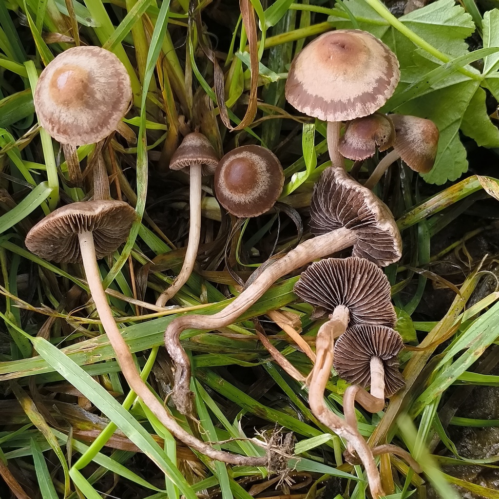 Panaeolus foenisecii · January 2026 · photo: © zedt (iNaturalist, cc-by)