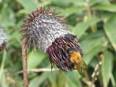 Bombus diversus diversus