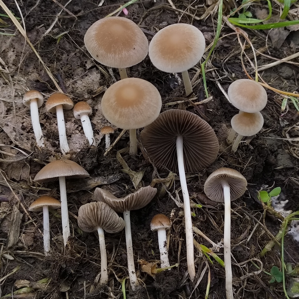 Psathyrella fatua