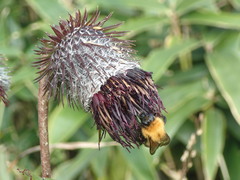 Bombus diversus diversus