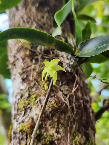 Aeranthes tenella Lindl.