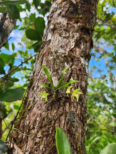 Aeranthes tenella Lindl. 2