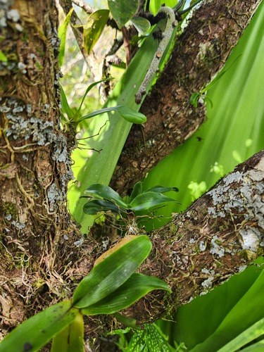 Aeranthes tenella Lindl. 3
