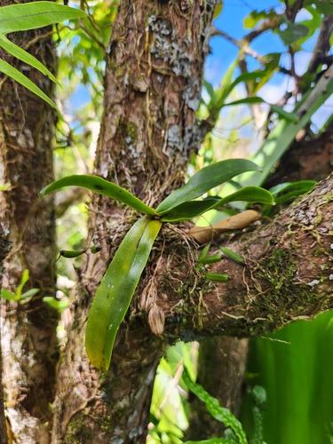 Aeranthes tenella Lindl. 4