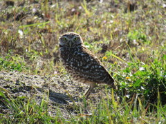 Athene cunicularia floridana