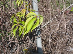 Parthenocissus quinquefolia image