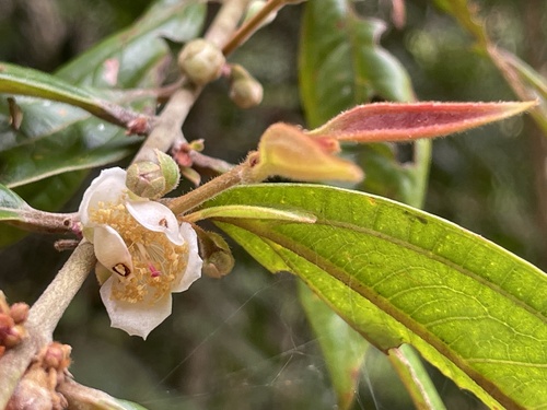 Rhodomyrtus pervagata observed 2026-02-11