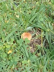 Astylus vittaticollis