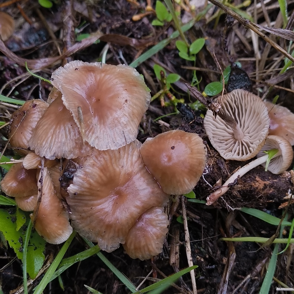 Collybiopsis subpruinosa · January 2026 · photo: © zedt (iNaturalist, cc-by)