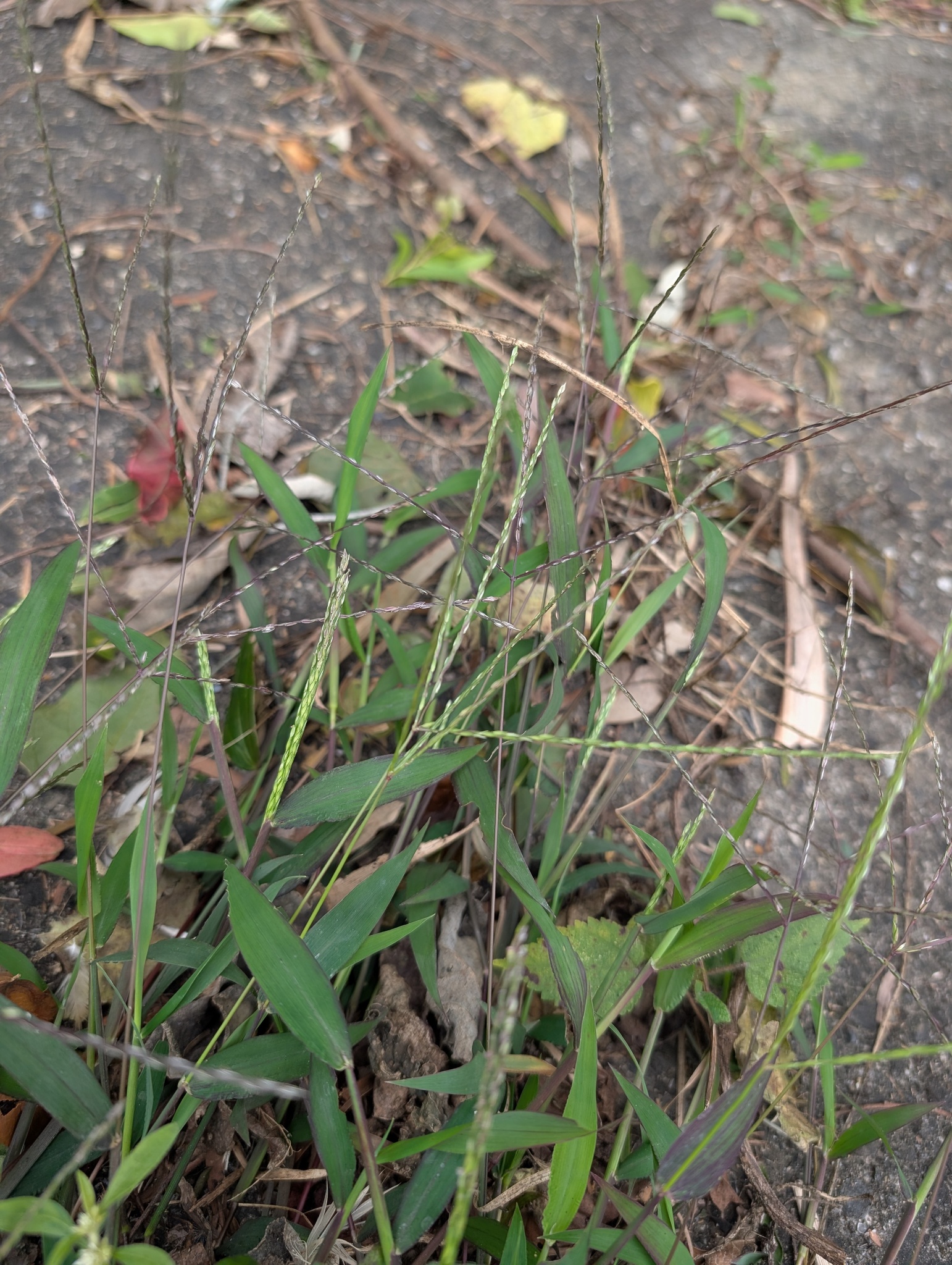 Crabgrass