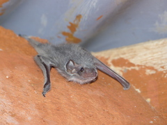 Taphozous mauritianus