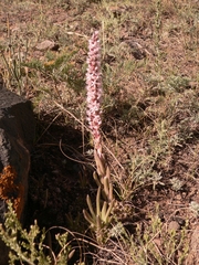 Orostachys thyrsiflora