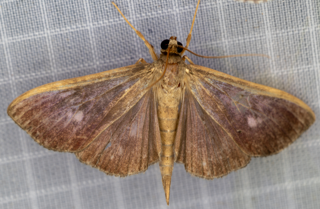 Pilocrocis dithyralis