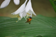 Bombus diversus diversus
