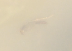 Anostraca