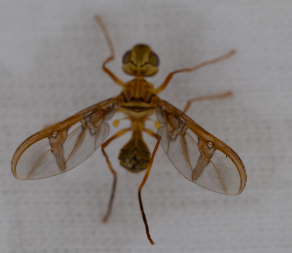 Tauroscypson