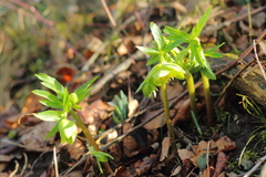 Helleborus viridis viridis