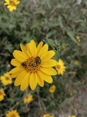 Astylus vittaticollis