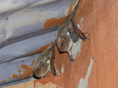 Taphozous mauritianus