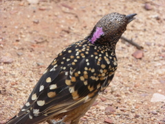 Chlamydera guttata
