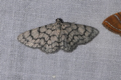 Hymenomima camerata