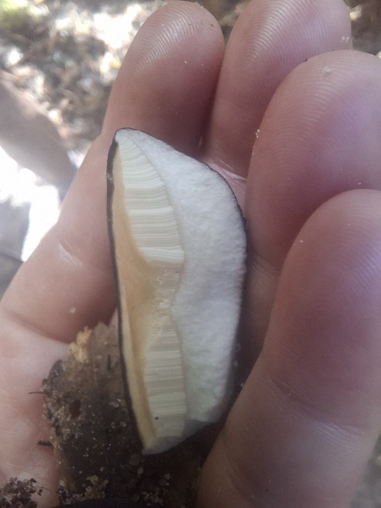 Tylopilus formosus · February 2026 · photo: © armillariabianca (iNaturalist, cc0)