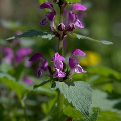 Lamium maculatum